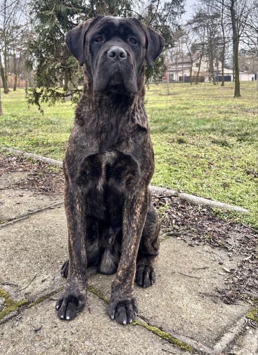Cane Corso Pedigree FCI
