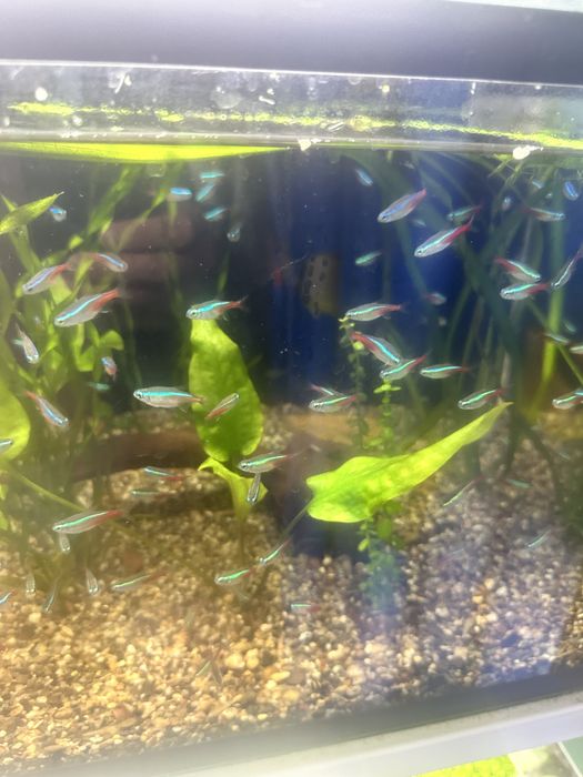 Неоны голубые красные