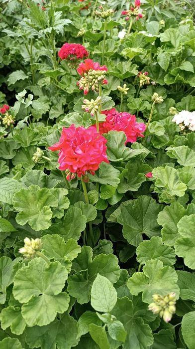 Продам герань от 500