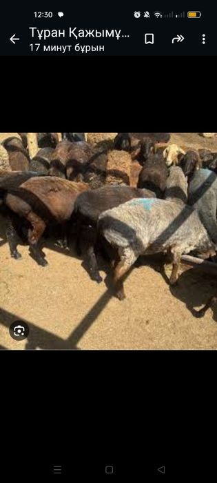 Құрбанға қой сатылады