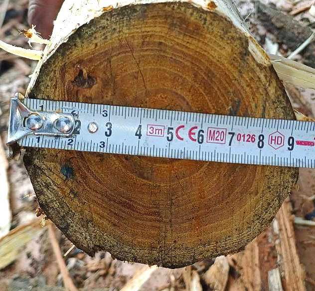 Колове акация-налични количества ,различни дължини и диаметър