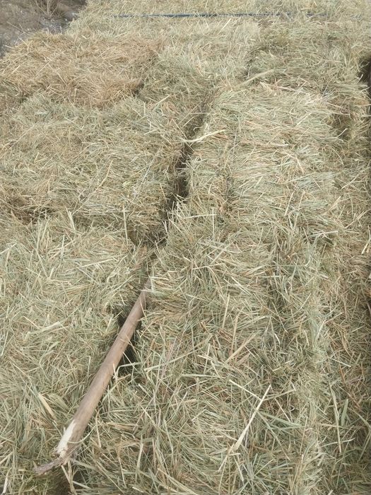 Майда шөп свежий.