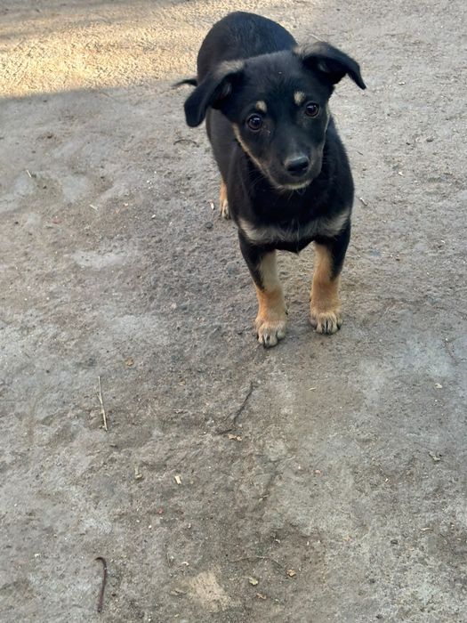 Donez căței talie mica