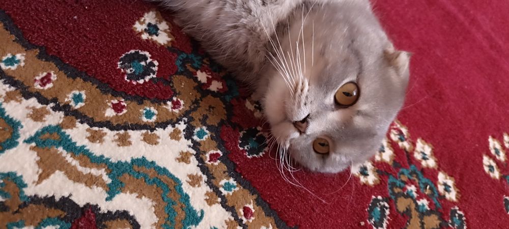 Scottish fold mushuk