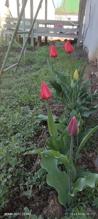 Биогумус -бау-бақшаға, гүл, тал терекке