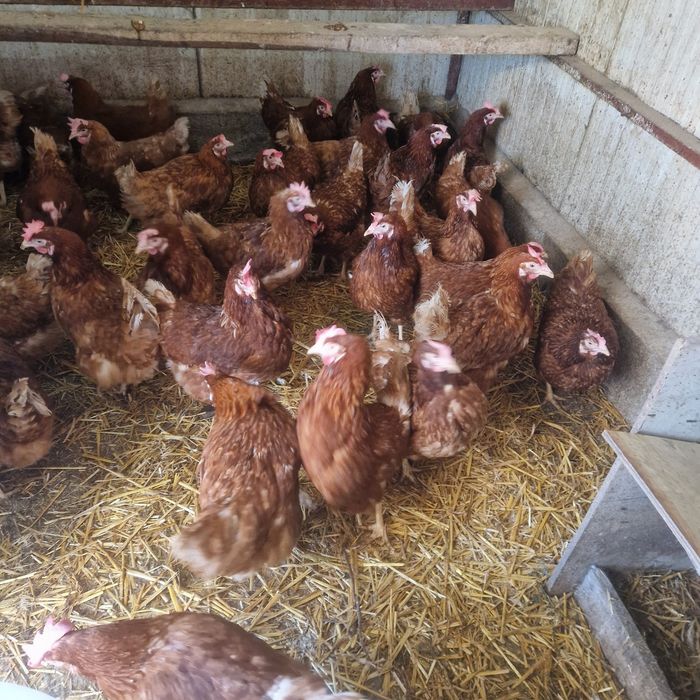 Gaini de ouă issa brwn