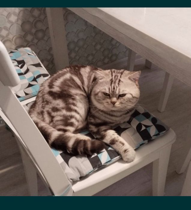 Открыта бронь на котят скоттиш