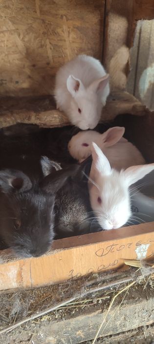 продам маленьких кроликов
