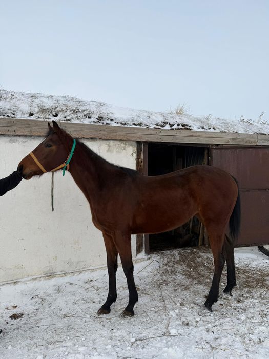 Байтал сатылады!!!