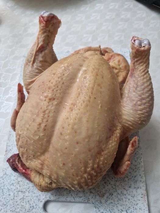 Куры домашние, бройлер