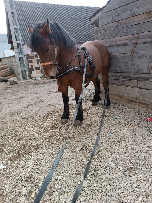 Vând mânz de 2 ani curat la picioare fara defecte tras sută la sută ma