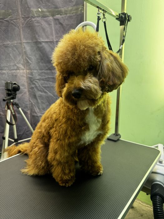 Бережный груминг для кошек и собак