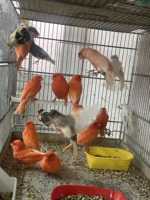 Canari diverse culori masculi/femele