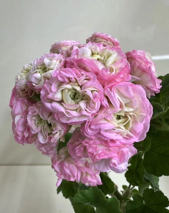 Сортовые пеларгонии