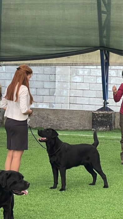 Вязка лабрадор ретривер