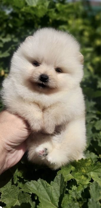 Шпиц (город:Астана) (домик в подарок)