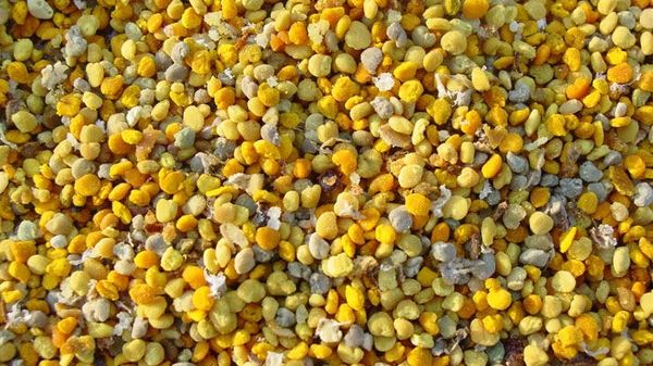 Polen proaspat/congelat