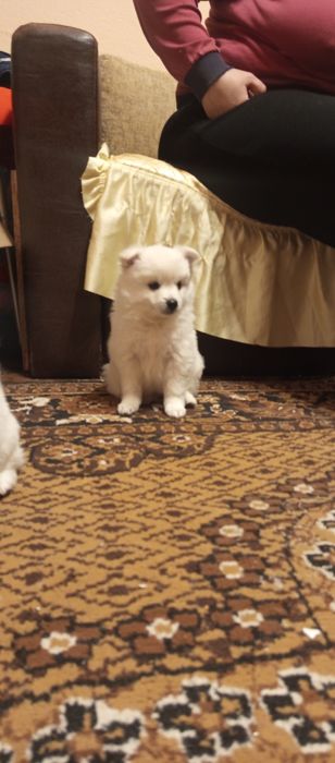 Мини шпиц померан много игриви