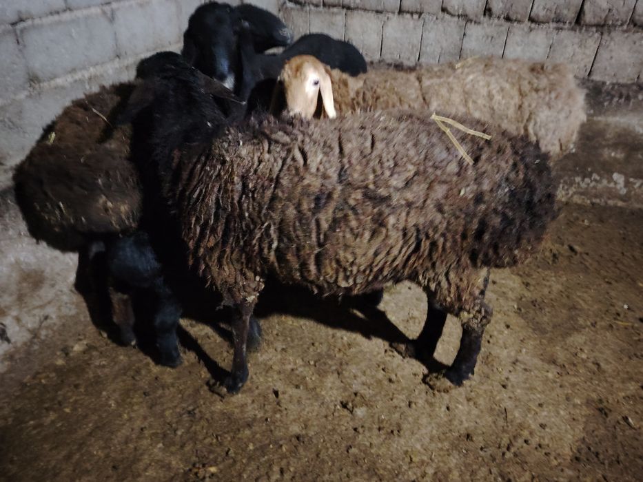 Ona bola qo'ylar sotiladi