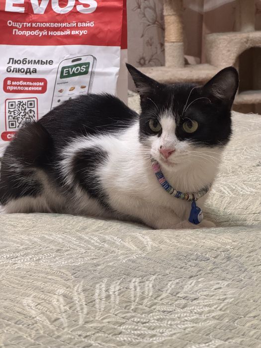 Кошка в добрые руки. Девочка, 11 месяцев. Привита и стерилизованна