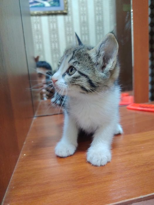 Хорошие котята..