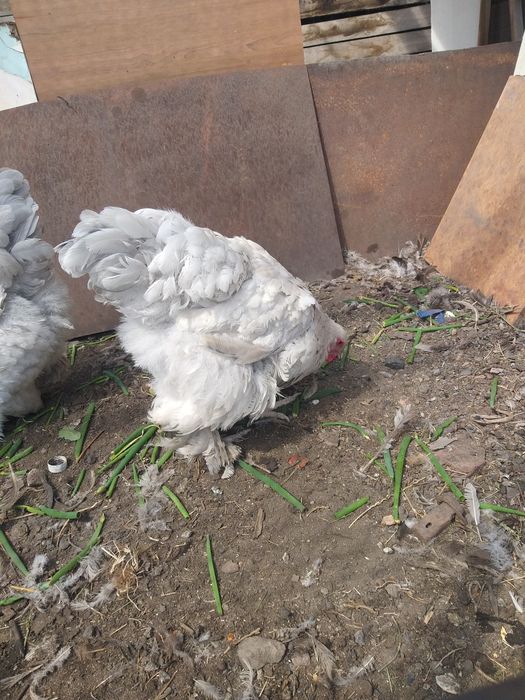 Продам курей браммы