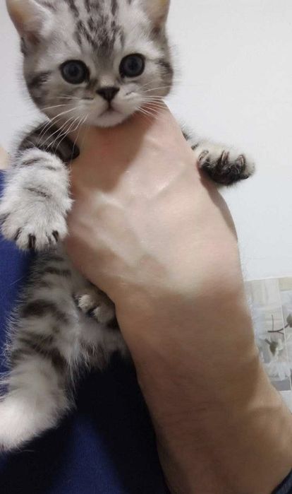 Британские котята