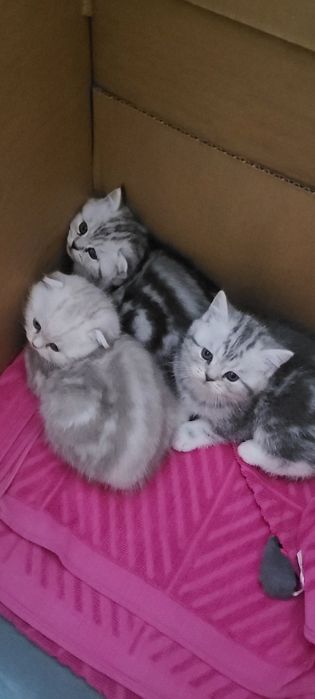 Британские котята