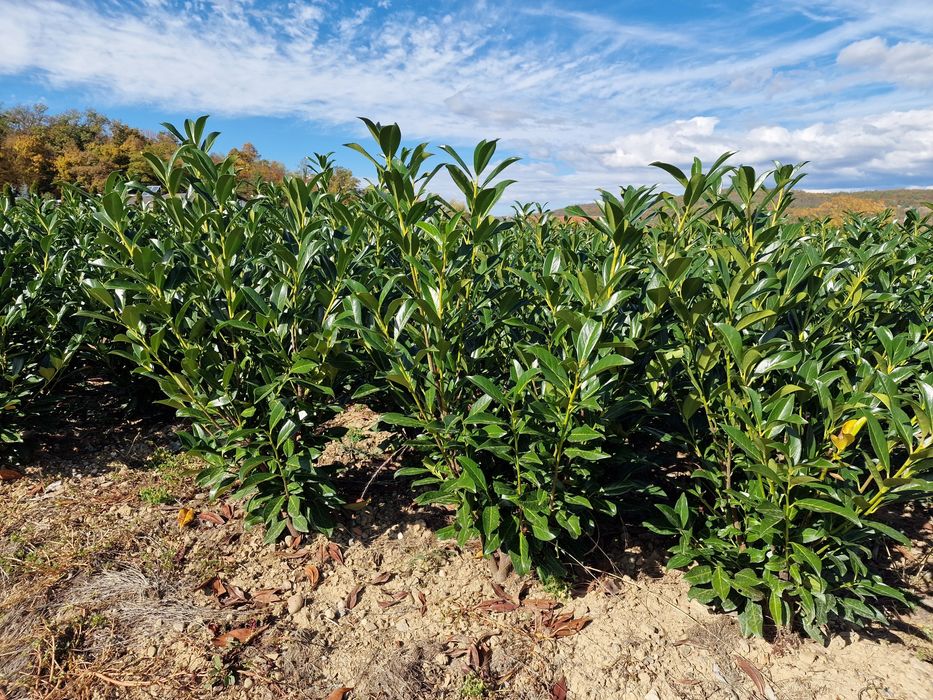 Laur Englezesc Prunus Laurocerasus 120 cm Photinia