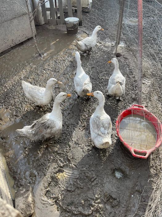 Rațe si rațoi, crescute in libertate