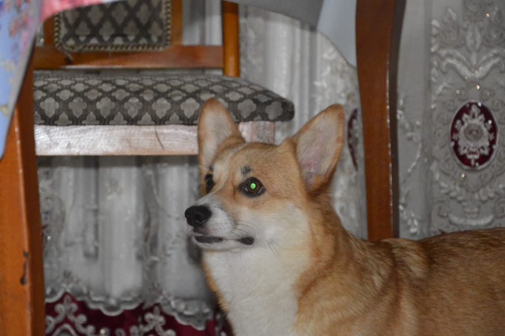 Вельш корги пемброг щенки шикарные