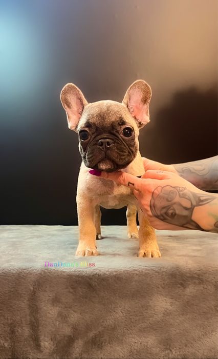 Bulldog francez bej cu pedigree - baietel