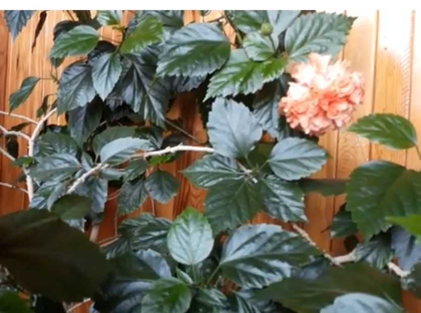 Продам розу китайскую персиковую