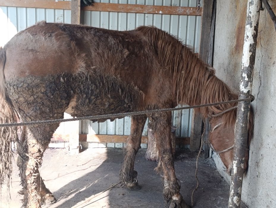 Бие донендер  сатылады.щучинск
