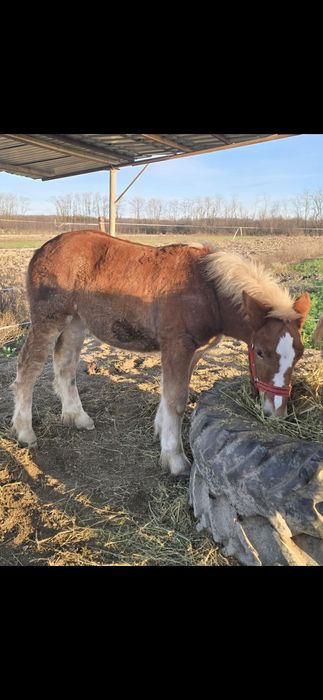 Manză Poloneză de  7 luni