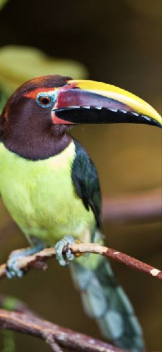 Perechi aracari