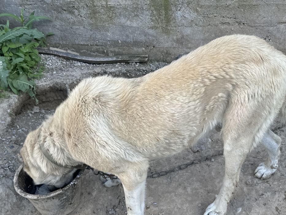 Алабай чистый порода