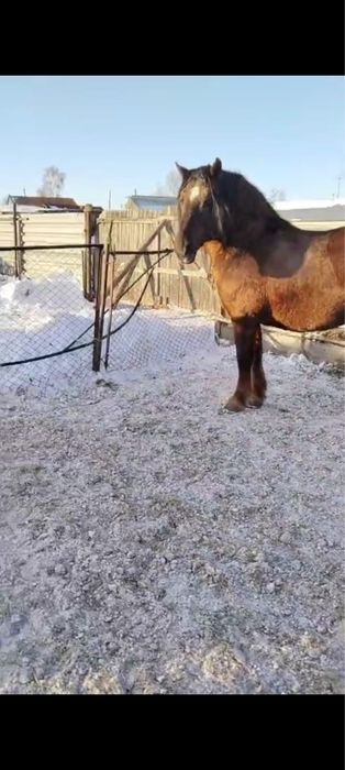 Продаётся жеребец