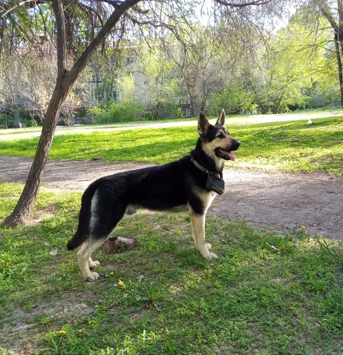 Резерв. Щенки ВЕО