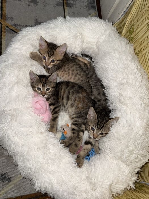 Котята от бенгалки