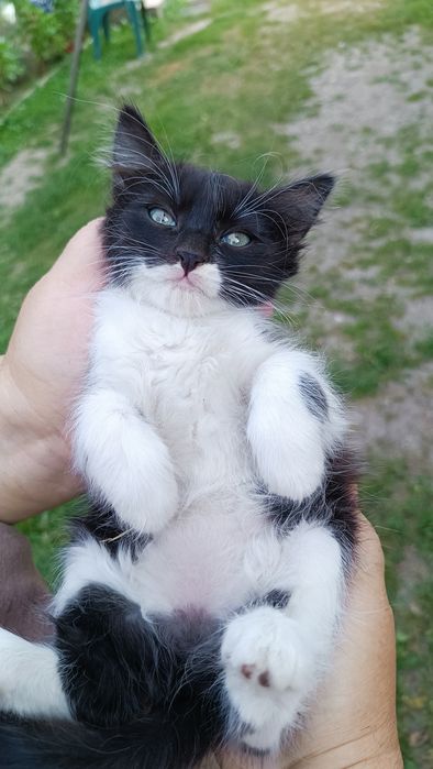 Pisicuță spre adopție