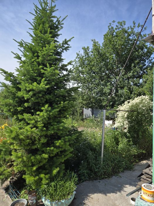 Продам ухоженную дачу