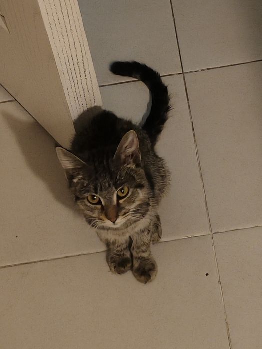 Срочно отдаем кошку