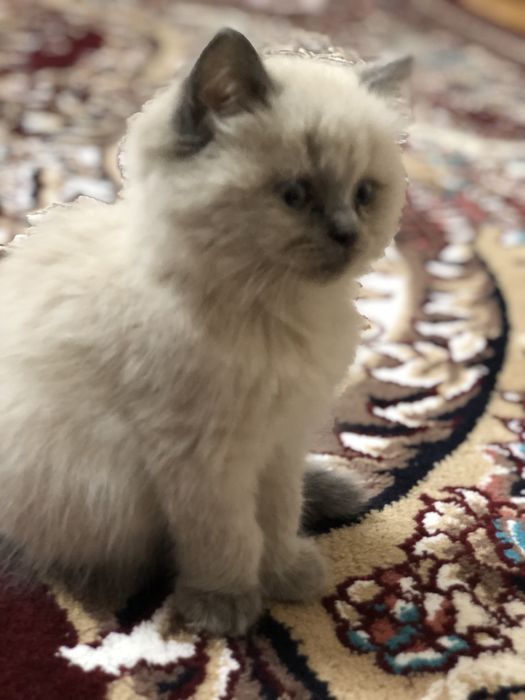 Uy mushugi 2 oylik Домашний котёнок  2 месяцев мальчик