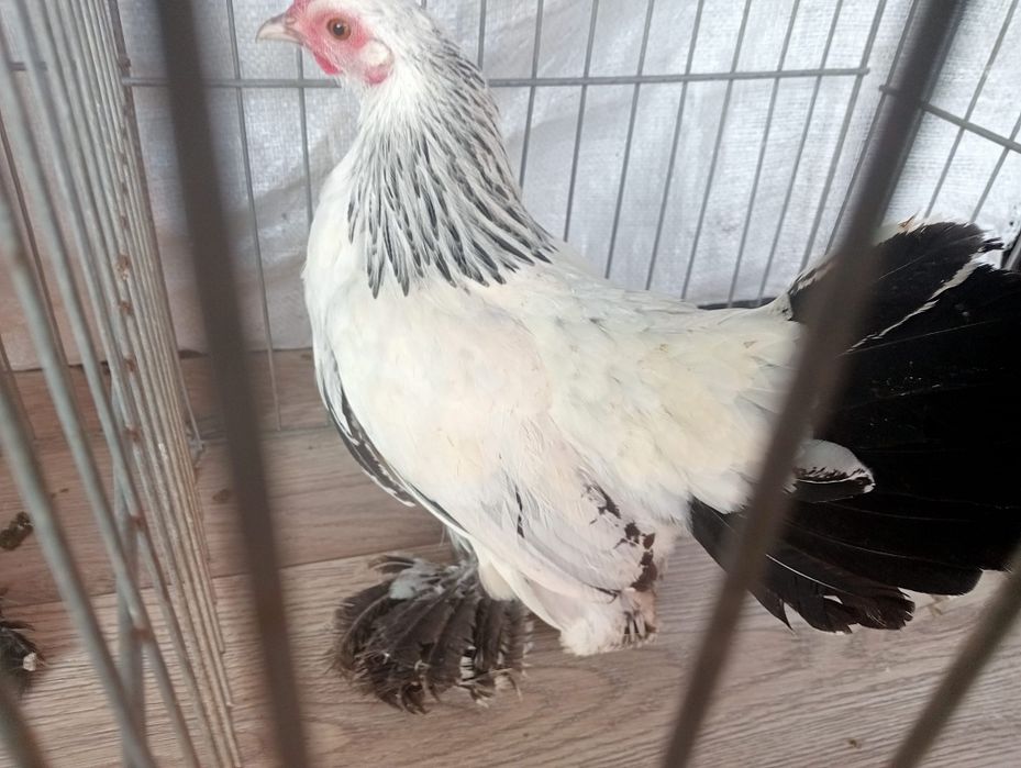 Cocos si gaina mii de flori