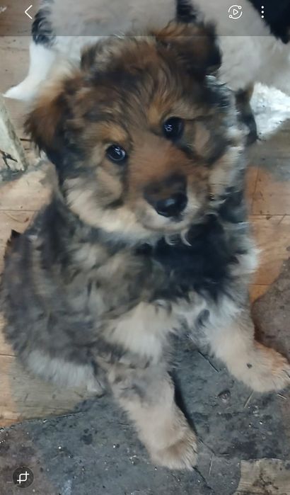 Щеночки мальчики