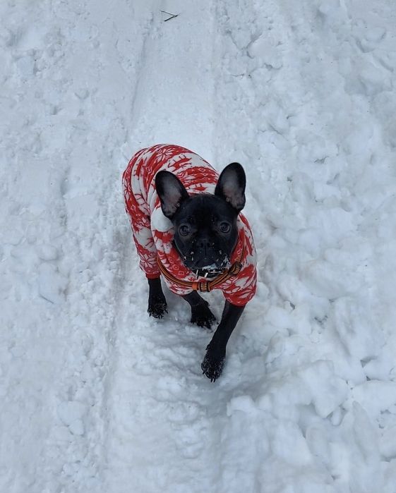 Комбинезон для собак. ХXL. Пенка.