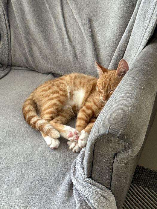 Передержка домашних животных