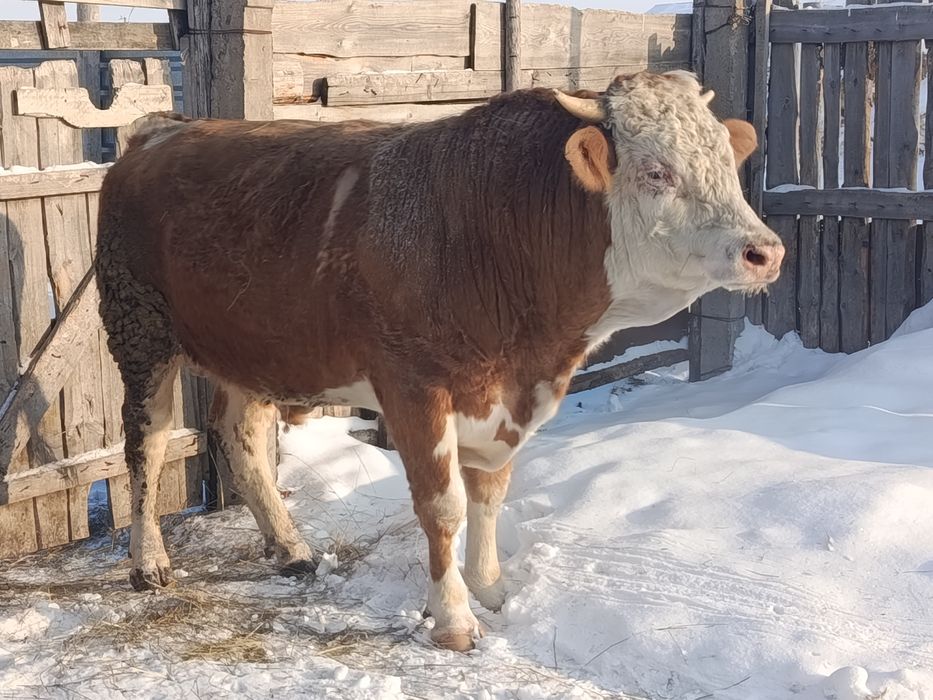 Продам племенного быка симментала.