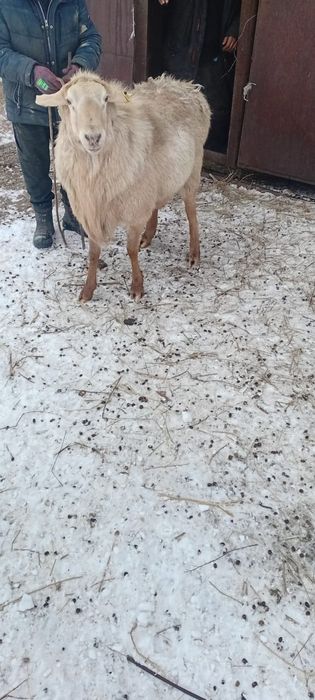 Продам барана кошкара
